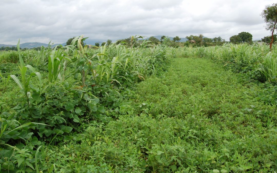 Improving dry farming through ecological agriculture