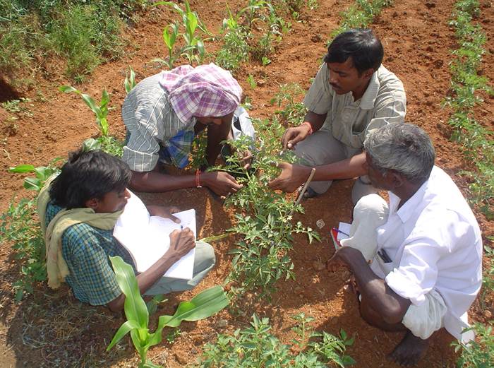Promoting Livelihood Improvements in Dryland Farming on the Deccan Plateau