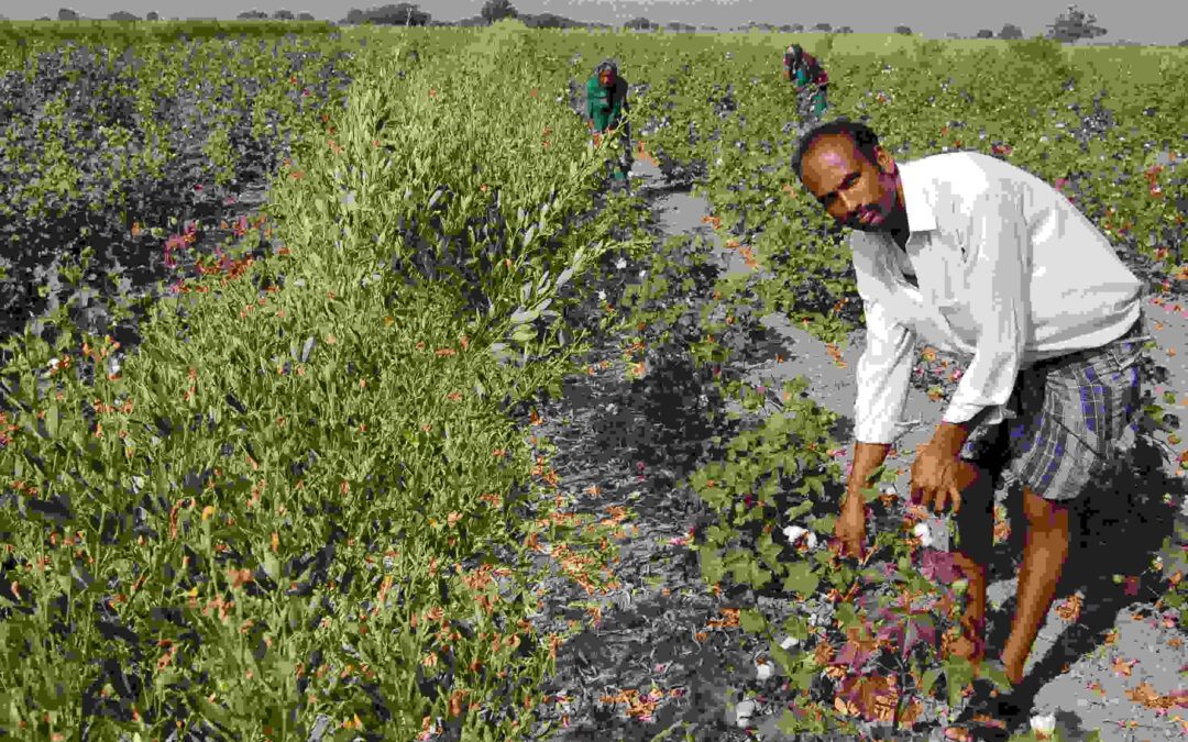 Alternative farming practices  for remunerative dryland cotton